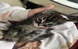Mixed Breed cats for sale: 2 gorgeous playful kittens - Image 9