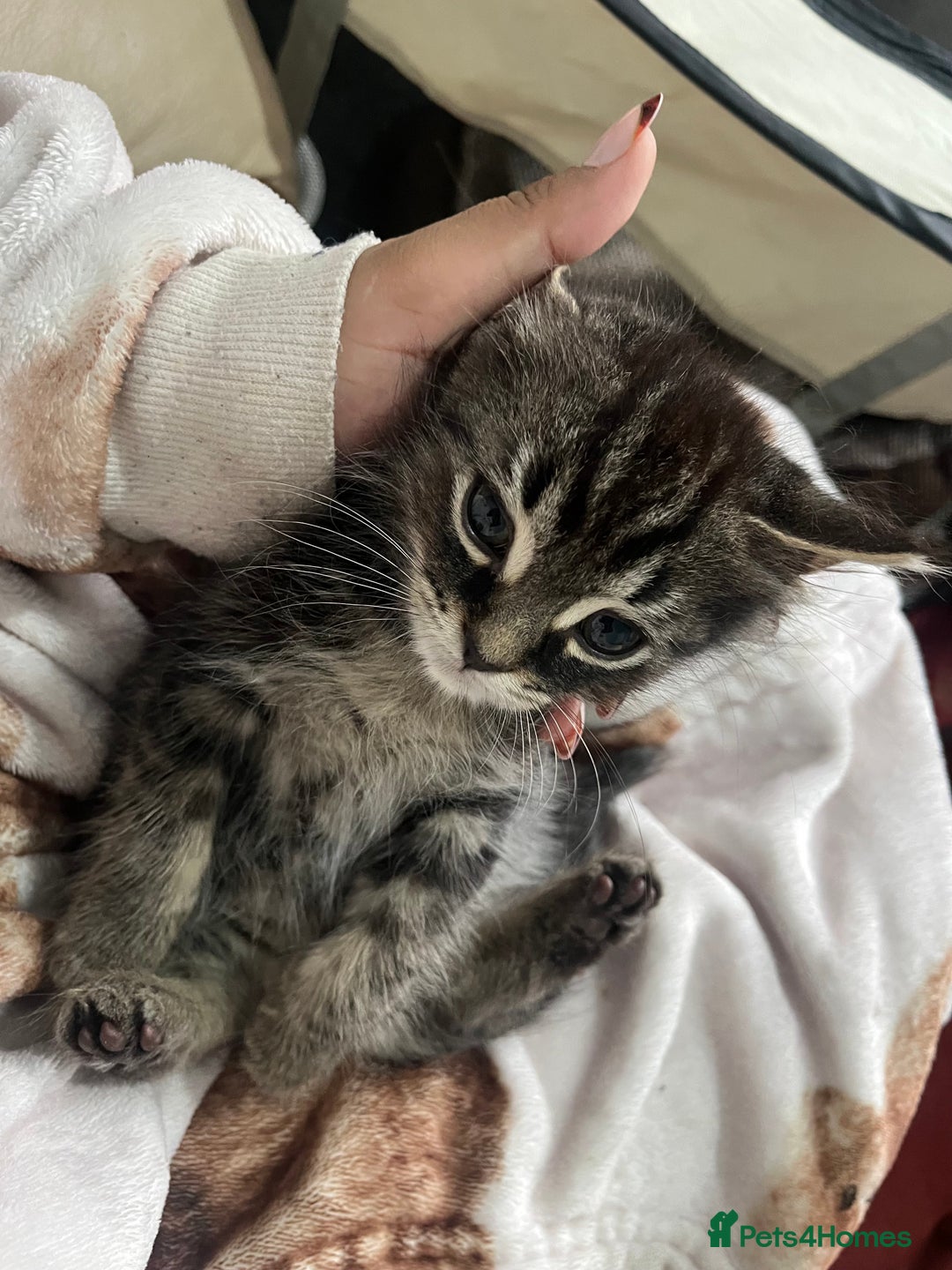 Mixed Breed cats for sale: 2 gorgeous playful kittens - Image 9