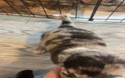 Mixed Breed dogs for sale: Lurcher pups  - Image 3