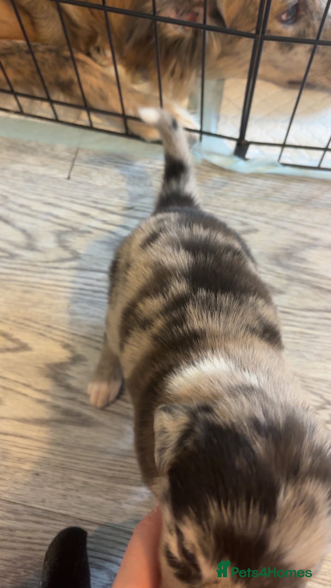 Mixed Breed dogs for sale: Lurcher pups  - Image 3