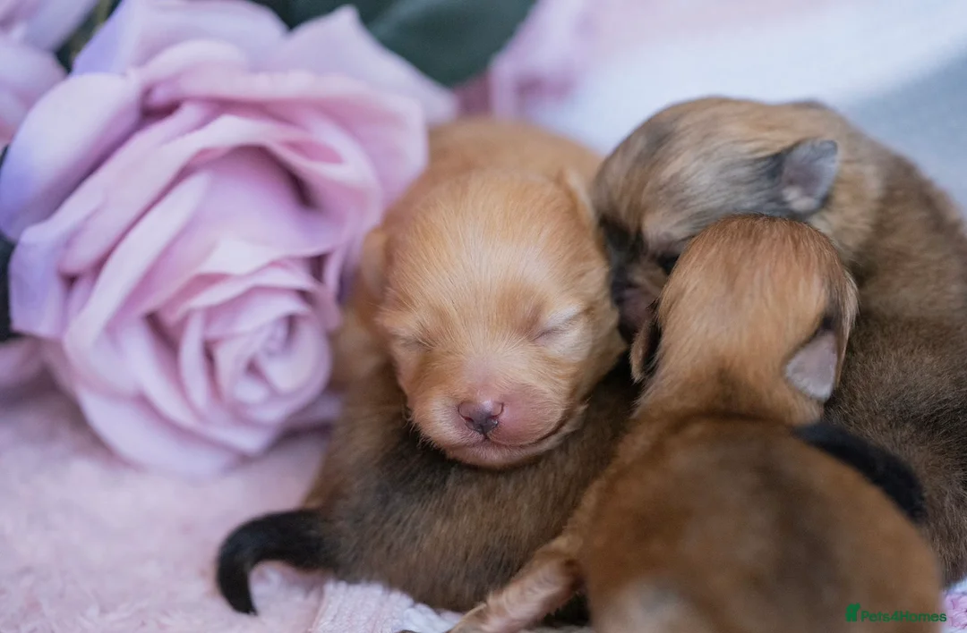 Pomeranian dogs for stud: Orange Pomeranian KC Registered CHAMPION Bloodline in Manchester - Advert 13