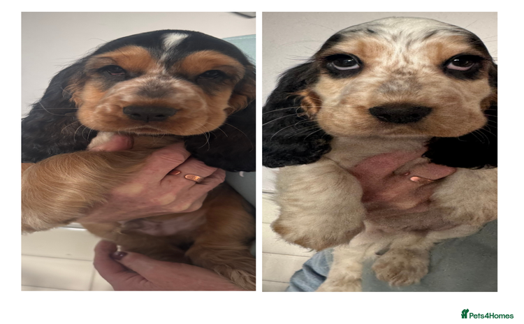 Cocker Spaniel dogs - Advert 3