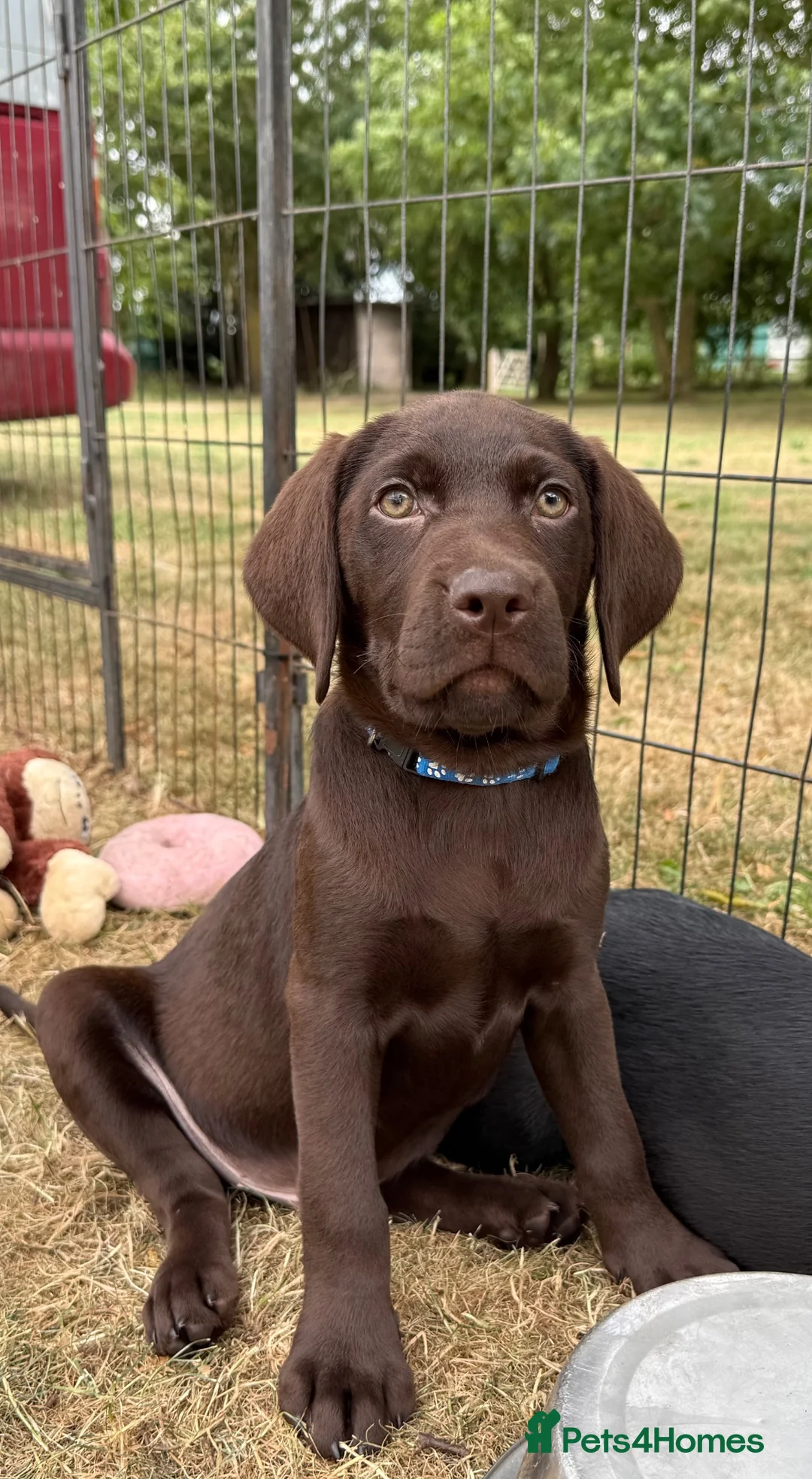 Labrador Retriever dogs for sale: Puppies have arrived at Westfena 🐾 Labradors   - Advert 1