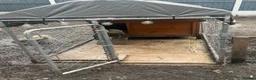 Chickens poultry for sale: Chickens & cockerel & set up in Ashton-under-Lyne - Advert 6