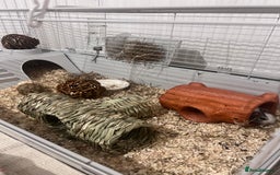 Guinea Pig rodents for sale: Ready to go! 2 male guinea pigs  - Image 5