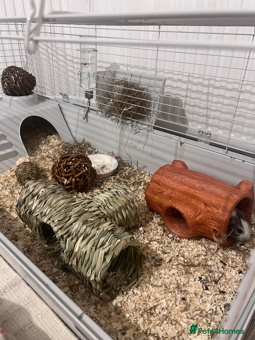 Guinea Pig rodents for sale: Ready to go! 2 male guinea pigs  - Image 5