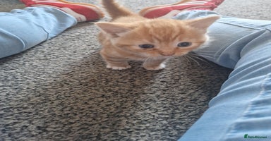 Mixed Breed cats - Advert 3