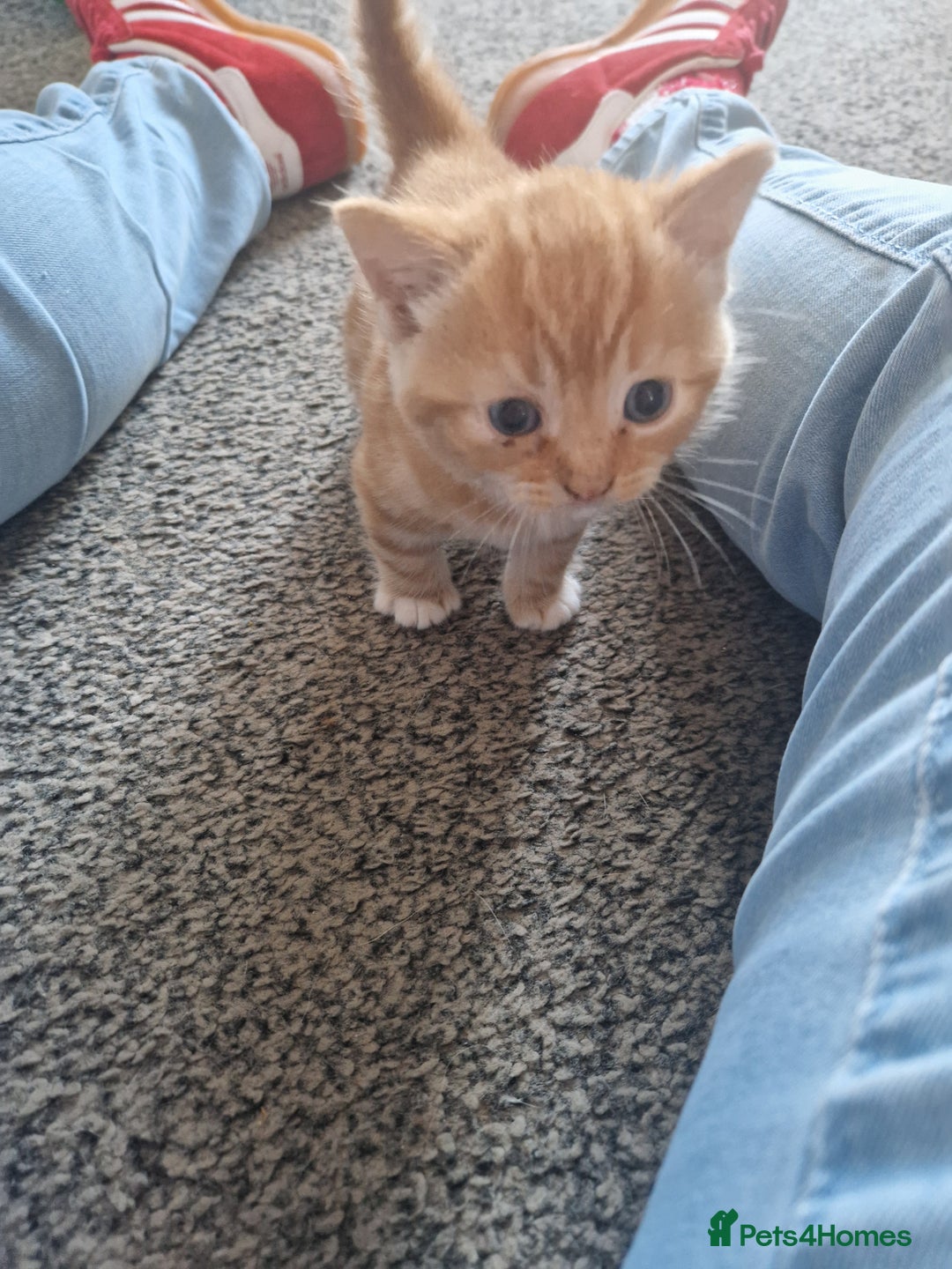 Mixed Breed cats for sale: Beautiful kittens  - Image 6