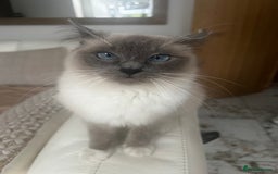 Ragdoll cats for sale: Ragdolls - Image 3