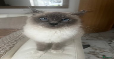 Ragdoll cats - Advert 11