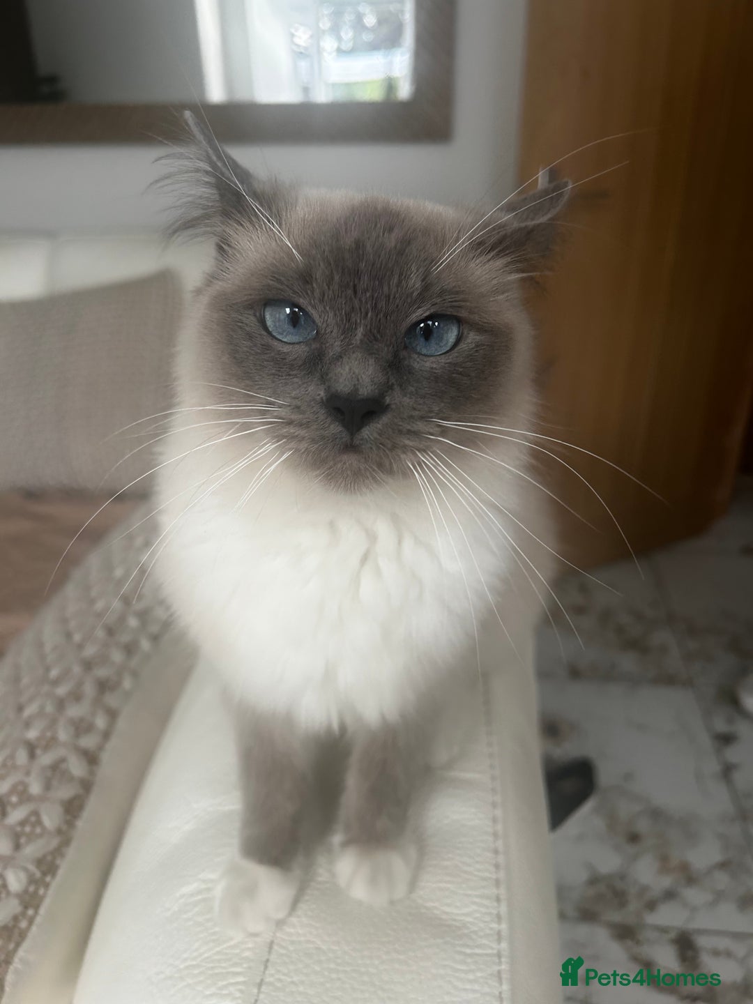 Ragdoll cats for sale: Ragdolls - Image 3
