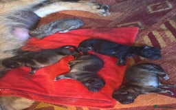 German Shepherd dogs for sale: 5 health tested kc reg German shepherd pups - Image 12