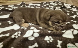 English Bulldog dogs for sale: English bulldogs! SERIOUS DNA  - Image 6