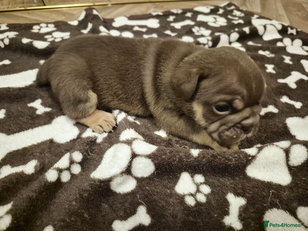 English Bulldog dogs for sale: English bulldogs! SERIOUS DNA  - Image 6