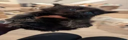 Mixed Breed cats for sale: 6 beautiful, playful, healthy long haired kittens  in Newport - Advert 6