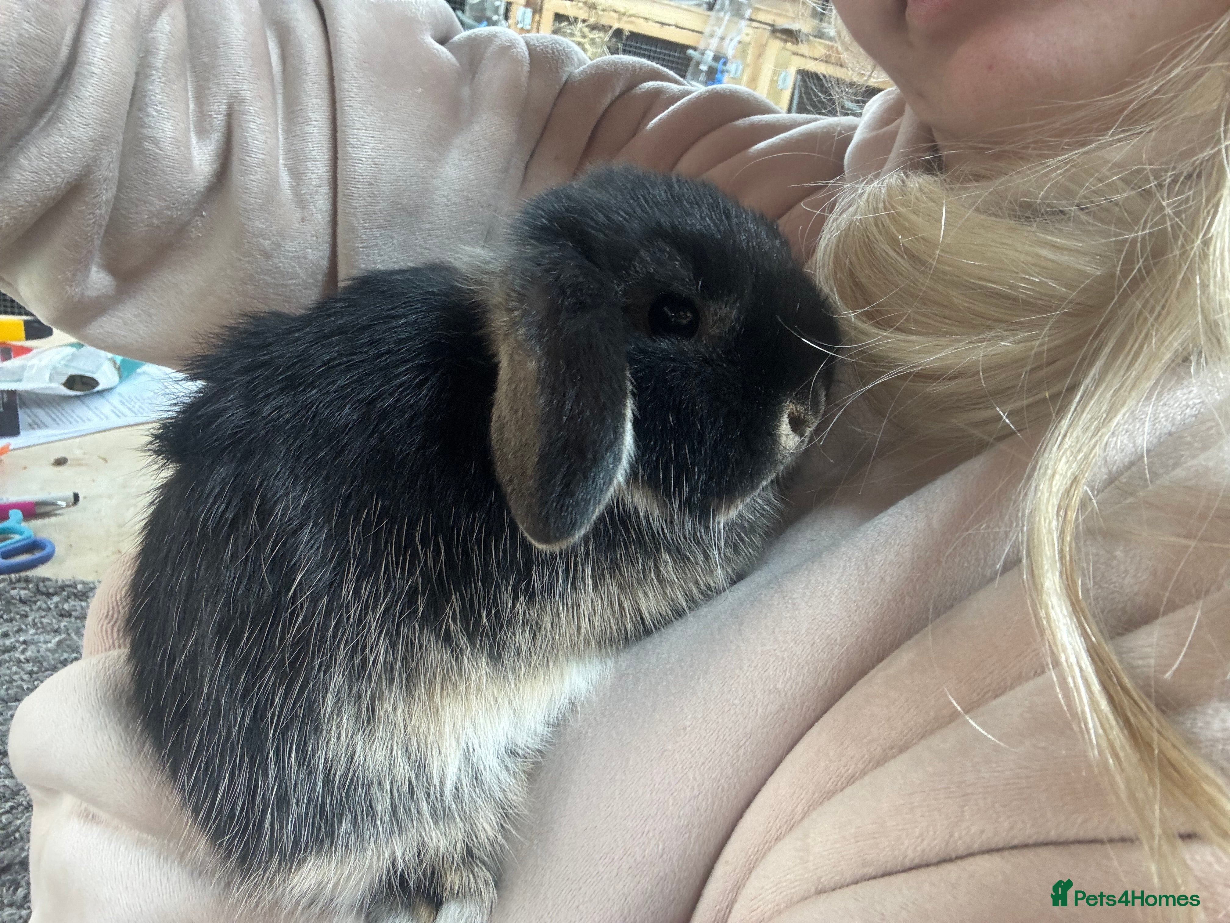 Mini Lop rabbits Baby Minilop BRC rung and Vaccinated  - Advert 13