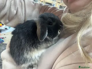 Mini Lop rabbits Baby Minilop BRC rung and Vaccinated - Advert 13