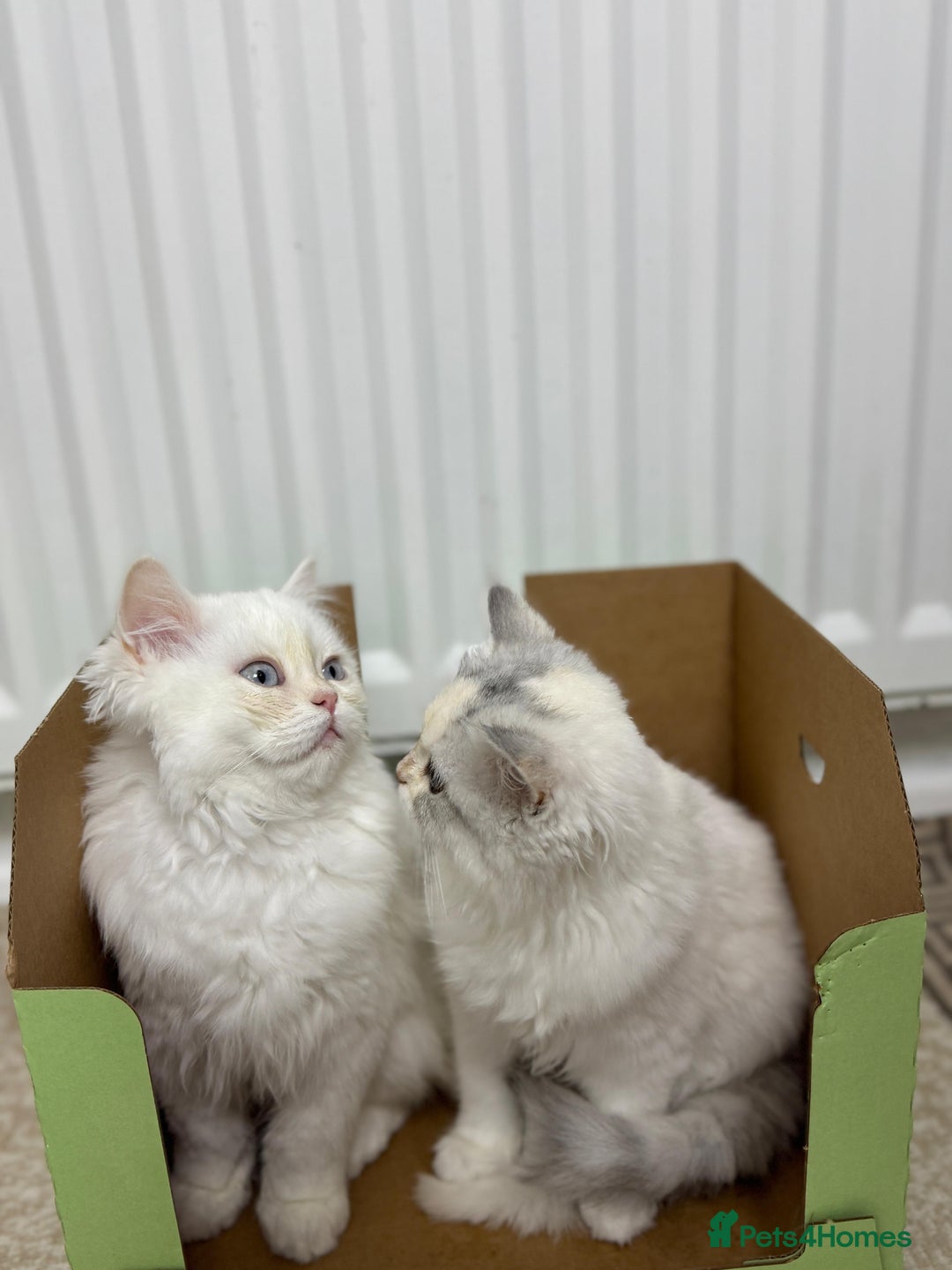 Persian cats for sale: Lovely Persian cats  - Image 6
