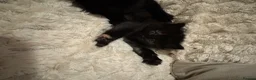 Mixed Breed cats for sale: 4 playful happy fluffy kittens - Advert 11