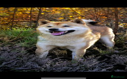 Japanese Shiba Inu dogs for sale: Multi Champion Shiba Inu stud , health tested  - Image 4