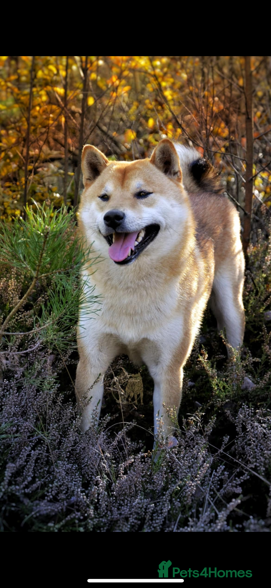 Japanese Shiba Inu dogs for sale: Multi Champion Shiba Inu stud , health tested  - Image 4