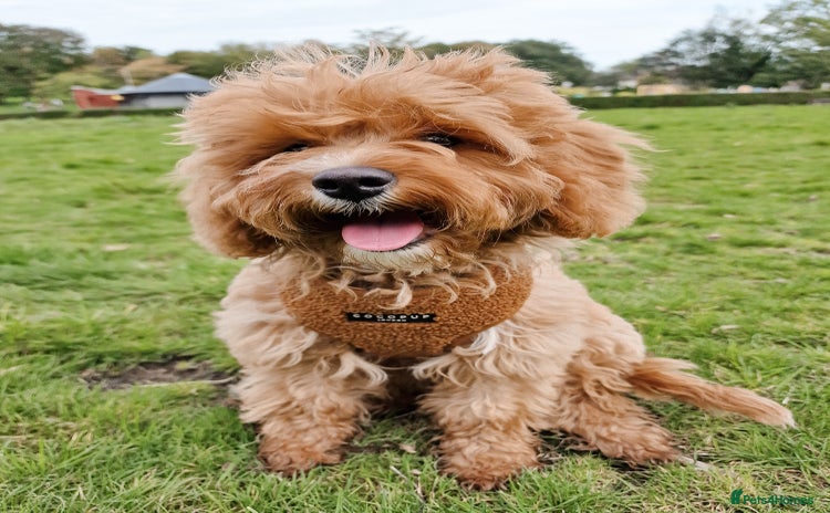 Cavapoo dogs - Advert 1