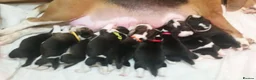 Beagle dogs for sale: 6TH Generation Beagles. - Advert 5