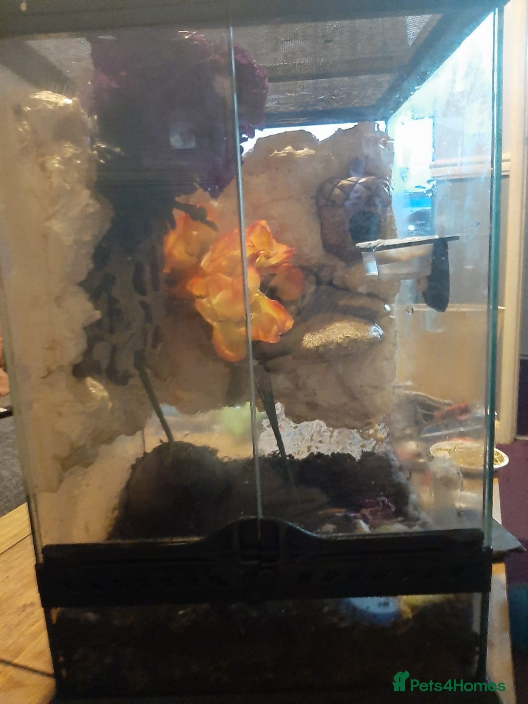 Gecko reptiles for sale: CRESTED GECKO BABIES  - Image 5