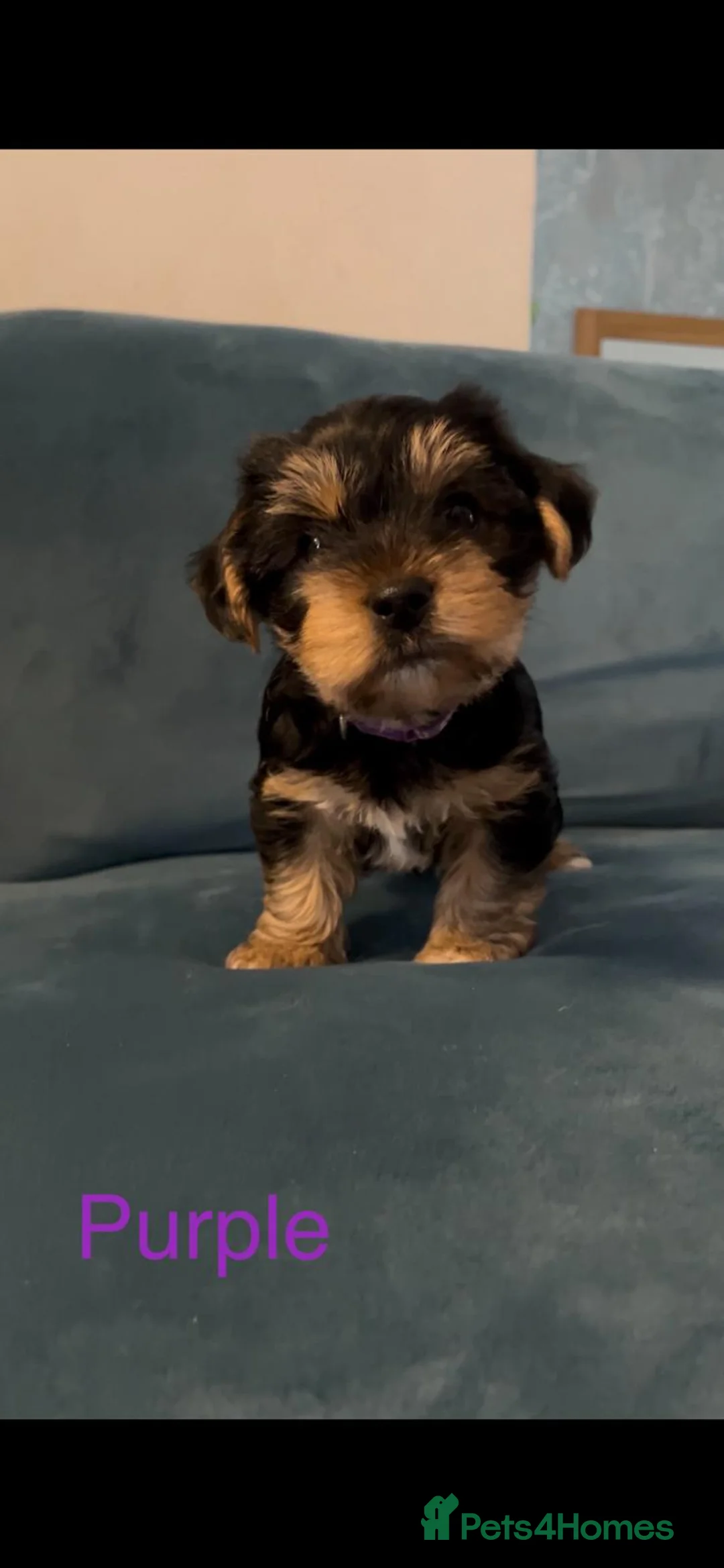 Yorkshire Terrier dogs for sale: READY NOW..PEDIGREE YORKSHIRE TERRIER FOR SALE - Advert 3