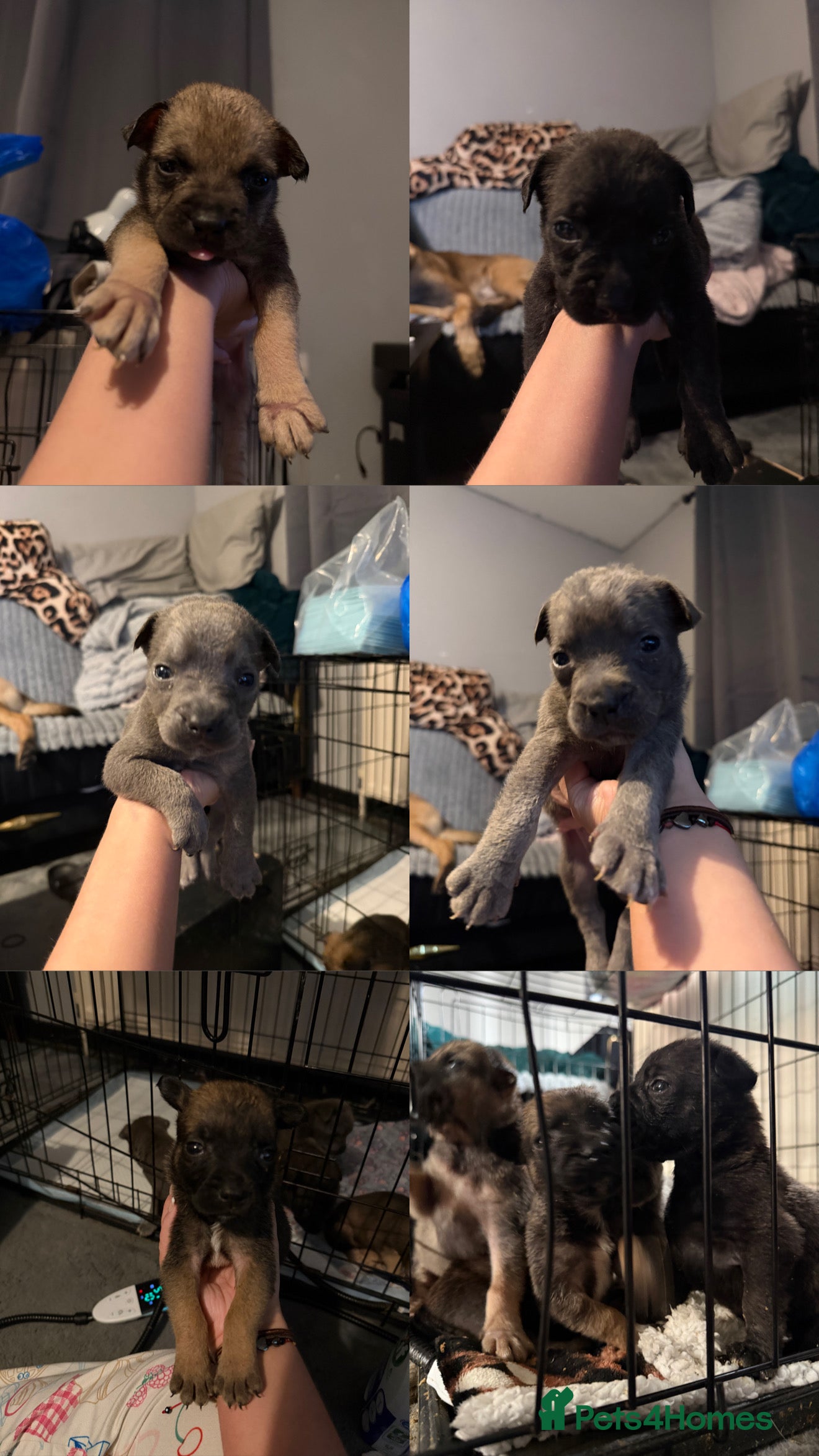 Mixed Breed dogs French bulldog x Belgium Malinois  - Advert 7