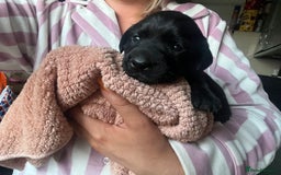 Mixed Breed dogs for sale: 3/4 lab 1/4 collie puppies  in Whitby - Image 33