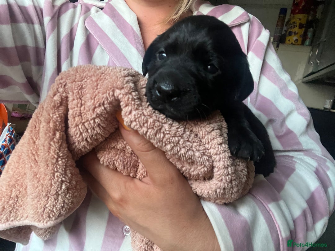 Mixed Breed dogs for sale: 3/4 lab 1/4 collie puppies  in Whitby - Image 33