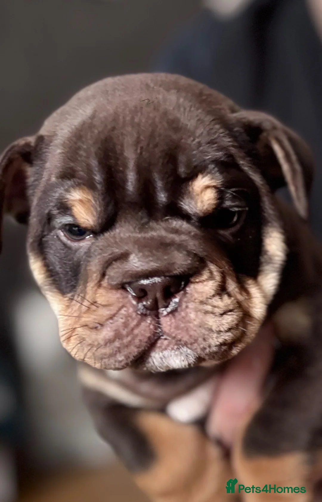 English Bulldog dogs for sale: British Bulldog Puppies - Advert 2