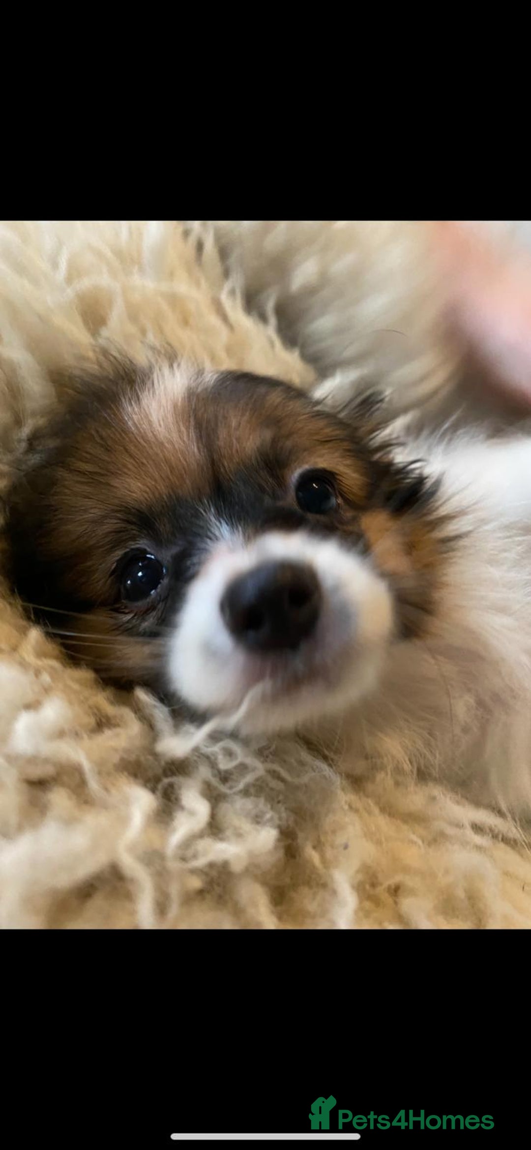 Papillon dogs for sale: KC Papillons DNA tested parents  - Advert 9