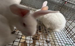 New Zealand rabbits for sale: NewZealand white and NewZealand cross Californian  - Image 2