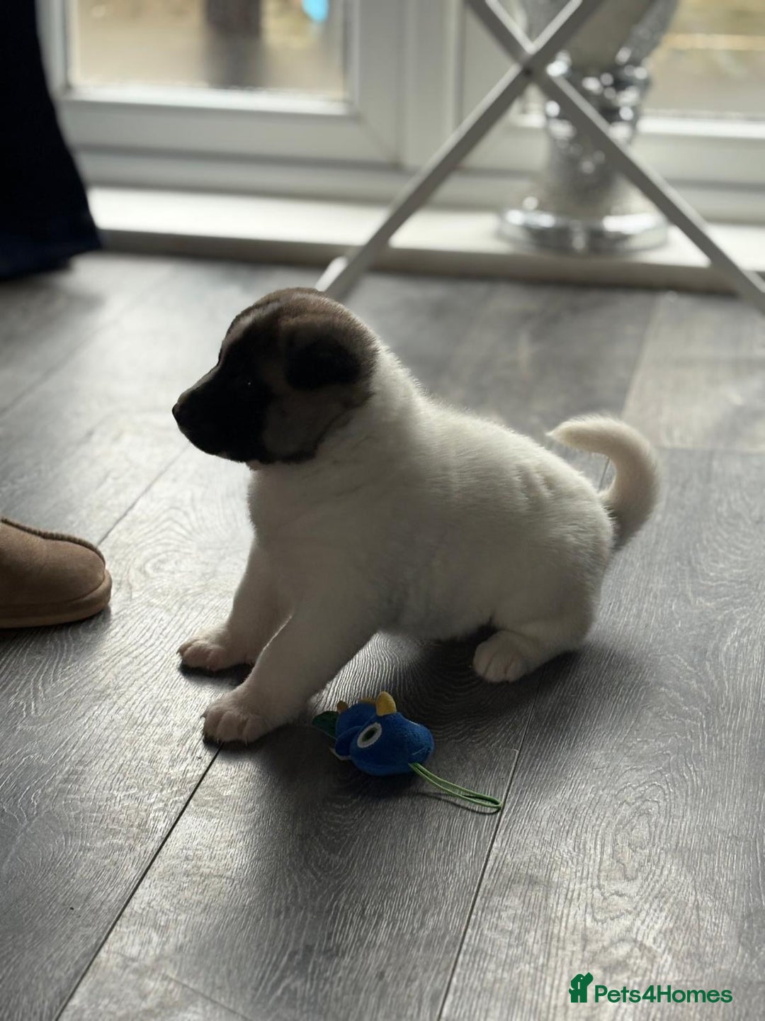 Akita dogs for sale: American Akitas  - Advert 5