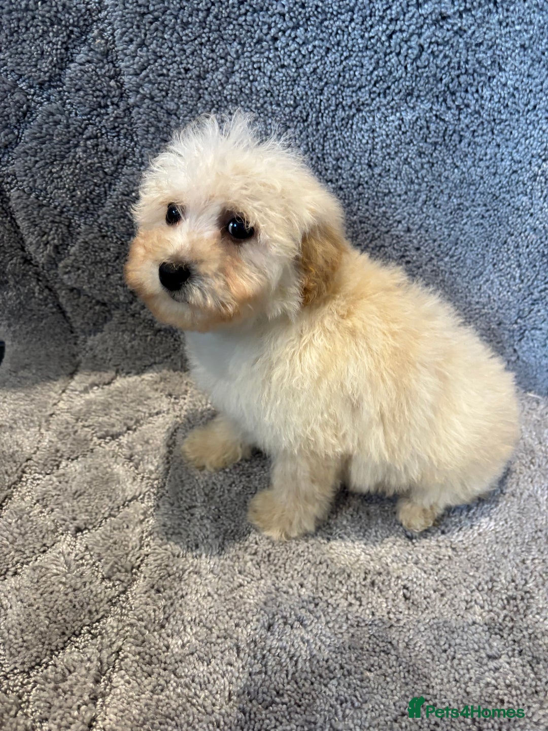 Poochon dogs for sale: Beautiful f1 poochon puppys READY NOW!!! - Advert 17
