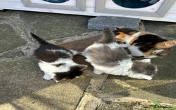 British Longhair cats for sale: Fluffy little angels  - Image 9