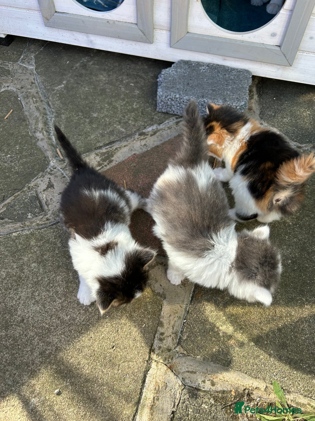 British Longhair cats for sale: Fluffy little angels  - Image 9