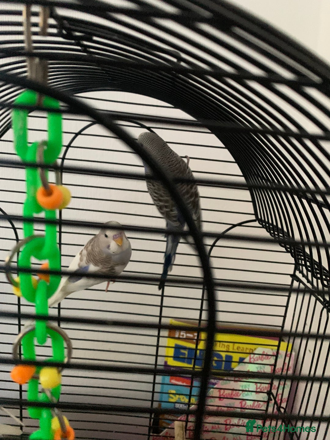 Budgerigars birds for sale: 3 budgies and cage  - Image 2