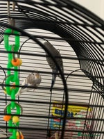 Budgerigars birds - Advert 2