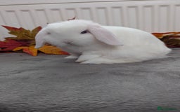 Mini Lop rabbits for sale: Mini lops ready to go now - Image 1