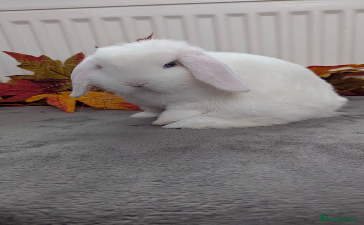 Mini Lop rabbits - Advert 5
