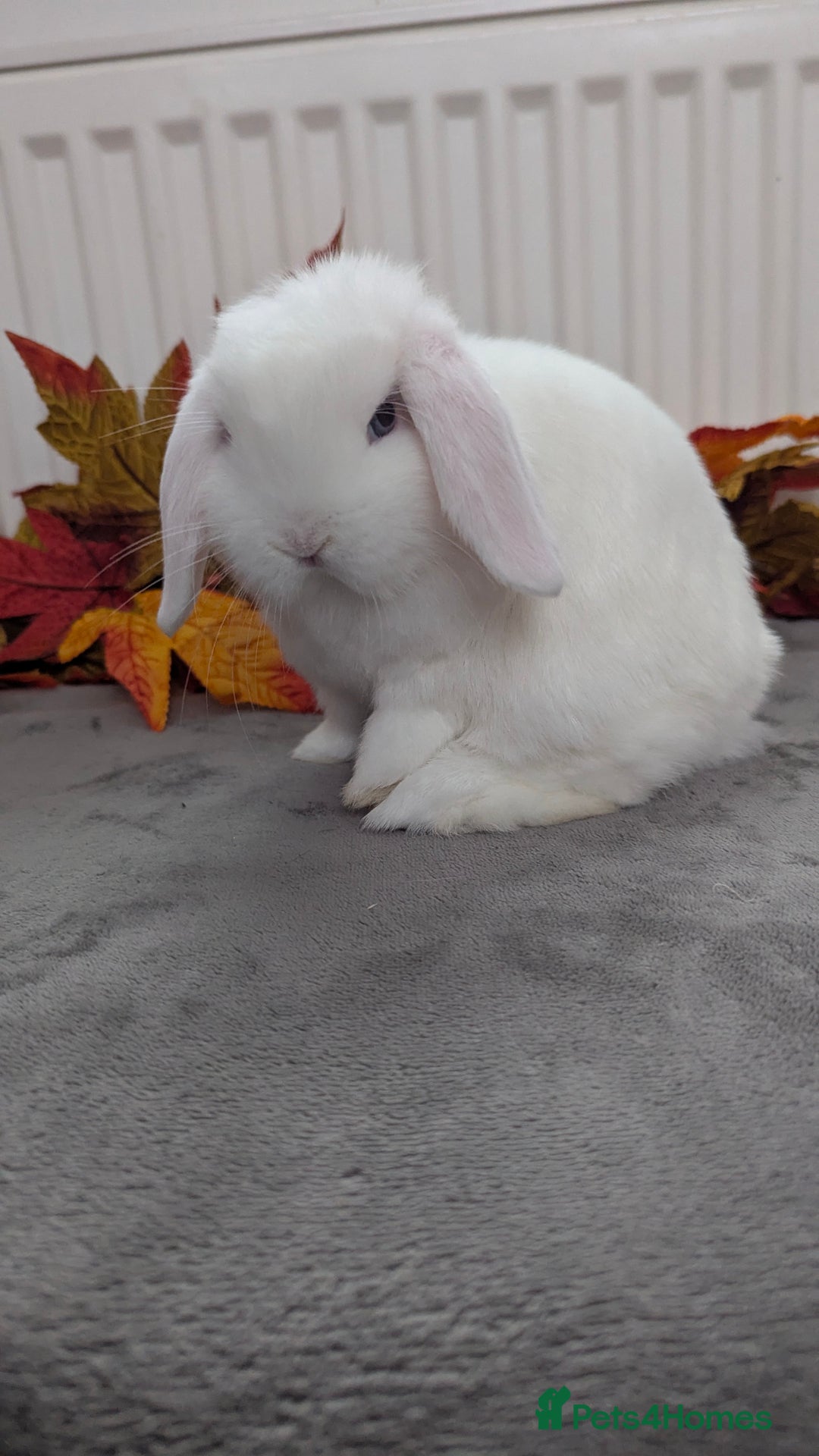 Mini Lop rabbits for sale: Mini lops ready to go now - Image 1