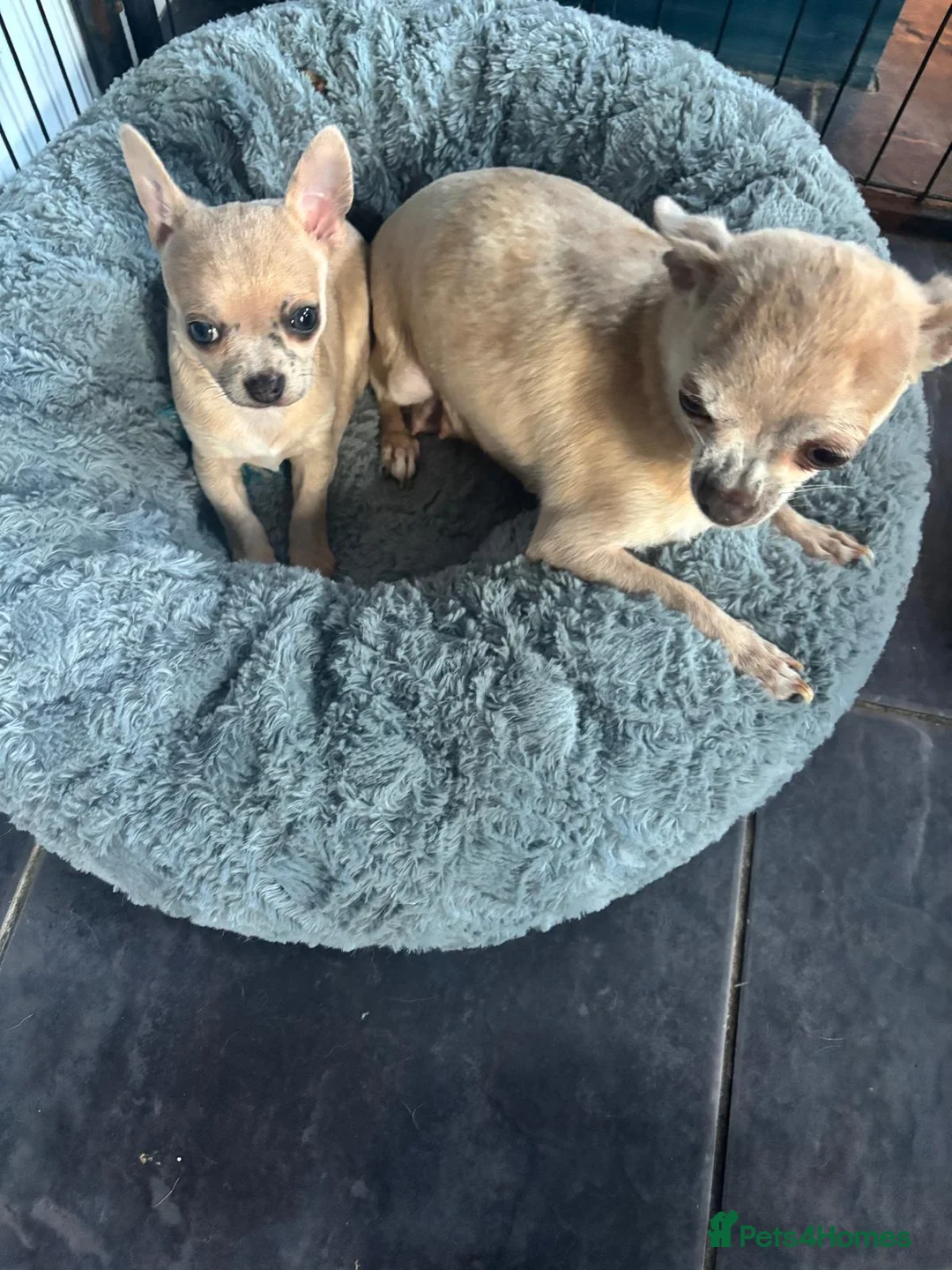 Chihuahua dogs for sale: Striking Blue Eyed Merle Chihuahua Baby Boy in Gateshead - Advert 12