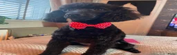 Miniature Poodle dogs for sale: Miniature poodle - Advert 5