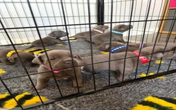 Staffordshire Bull Terrier dogs for sale: Kc Blue staffordshire bull terrier puppies - Image 15