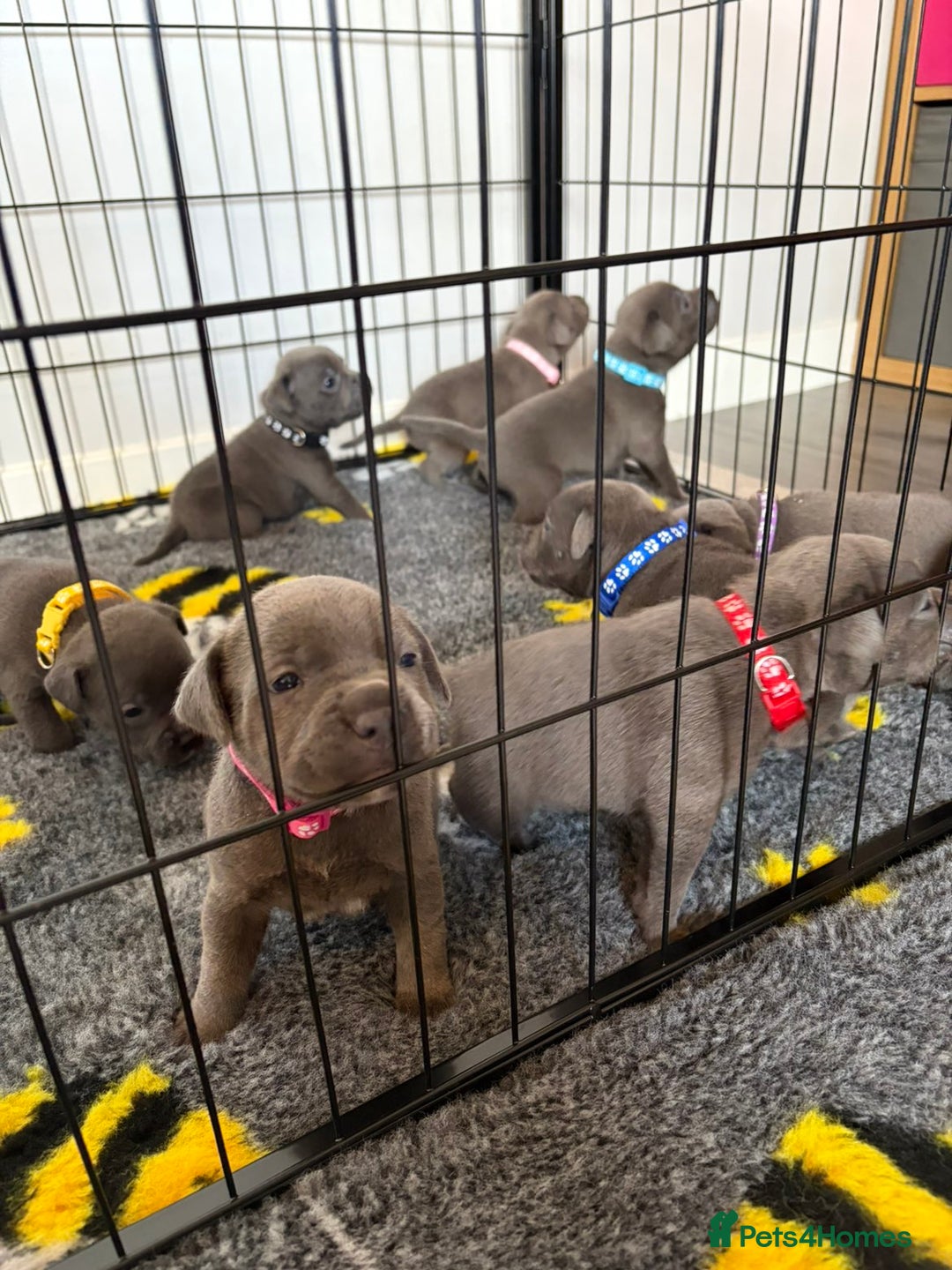 Staffordshire Bull Terrier dogs for sale: Kc Blue staffordshire bull terrier puppies - Image 15