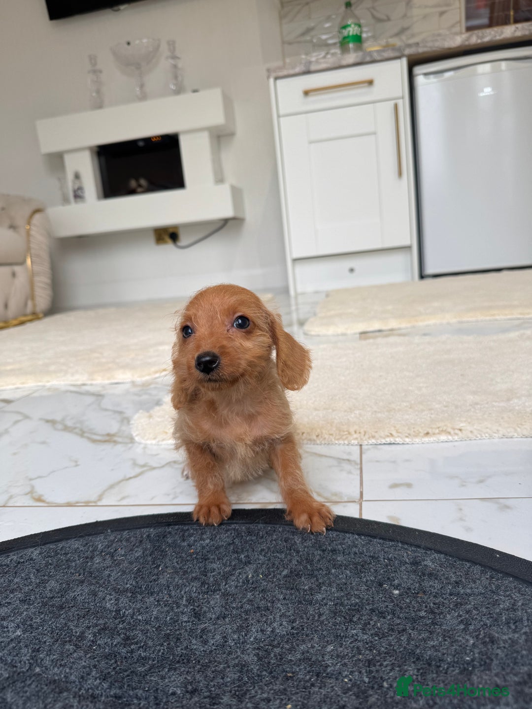 Mixed Breed dogs for sale: Stunning daxiepoos - Advert 16