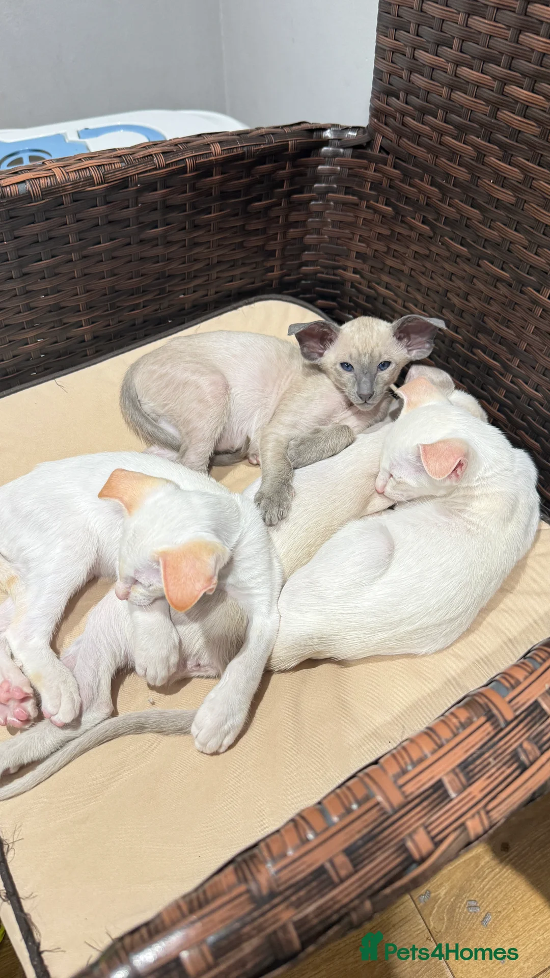 Siamese cats for sale: GCCF registered Siamese Boys - Advert 6